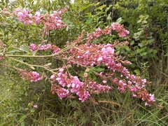 Pseudarthria hookeri