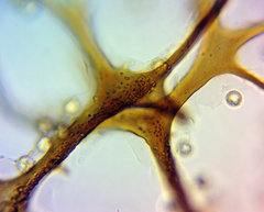 Cribraria macrocarpa