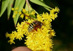 Spilomyia diophthalma