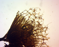 Cribraria macrocarpa