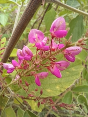 Pseudarthria hookeri