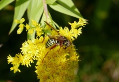 Spilomyia diophthalma