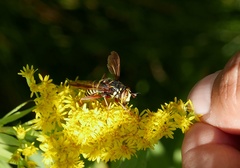 Spilomyia diophthalma