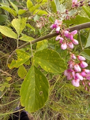 Pseudarthria hookeri