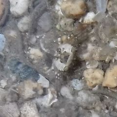 Brachyura