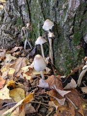 Coprinopsis insignis