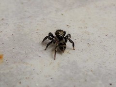 Corythalia conferta