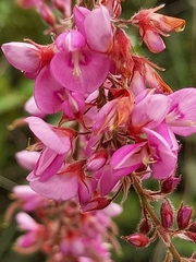 Pseudarthria hookeri