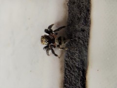 Corythalia conferta