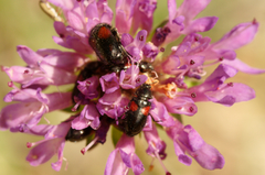 Divales bipustulatus