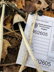 Coprinopsis insignis