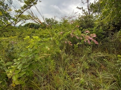 Pseudarthria hookeri