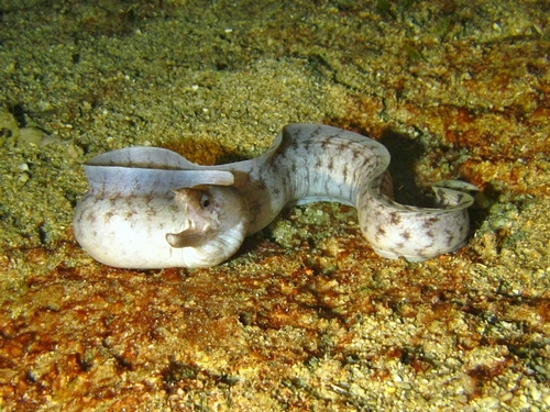 Bandvin-murene (Gymnothorax zonipectis) — Muraenidae — 4