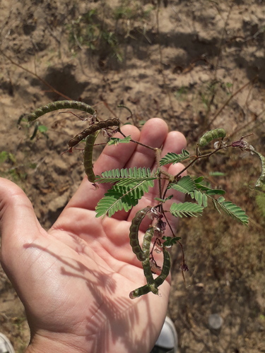 Angiquinho (Aeschynomene rudis)