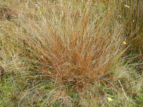 Image of Carex punicea by (c) Santiago Martín-Bravo, some rights reserved (CC BY)