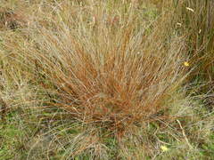 Carex punicea