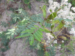 Mimosa tweedieana