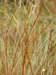 Carex punicea