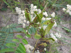 Mimosa tweedieana