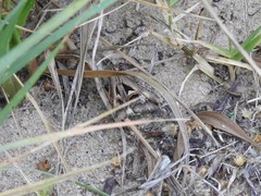 Melipotis bisinuata