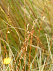 Carex punicea