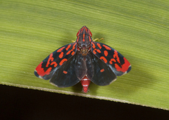 Ladoffa arcuata