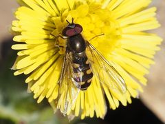 Melangyna lasiophthalma