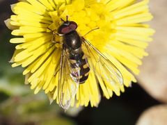 Melangyna lasiophthalma