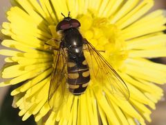 Melangyna lasiophthalma