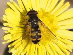 Melangyna lasiophthalma