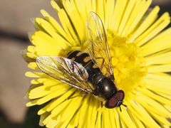Melangyna lasiophthalma
