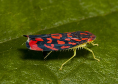Ladoffa arcuata