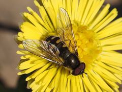 Melangyna lasiophthalma