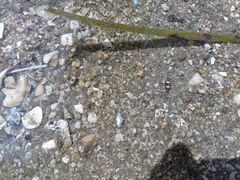 Brachyura