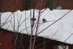 Passer domesticus