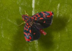 Ladoffa arcuata