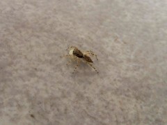 Menemerus bivittatus