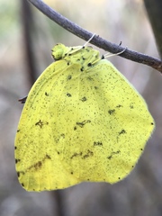 Eurema mandarina