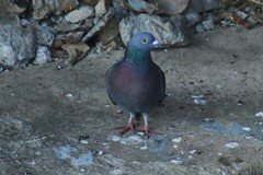 Columba livia domestica