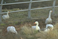 Anser anser domesticus