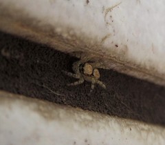 Menemerus bivittatus