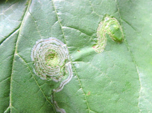 Tulip Tree Leaf Miner