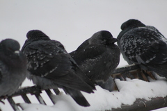 Corvus monedula