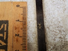 Menemerus bivittatus