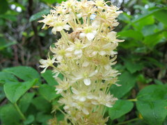 Xerophyllum asphodeloides