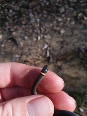 Diadophis punctatus stictogenys