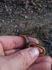 Diadophis punctatus stictogenys