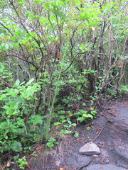 Xerophyllum asphodeloides