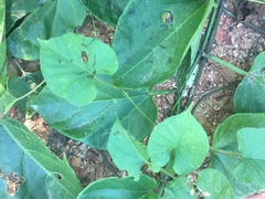 Aristolochia taliscana