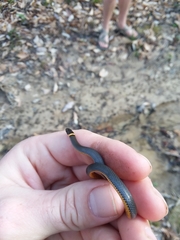 Diadophis punctatus stictogenys